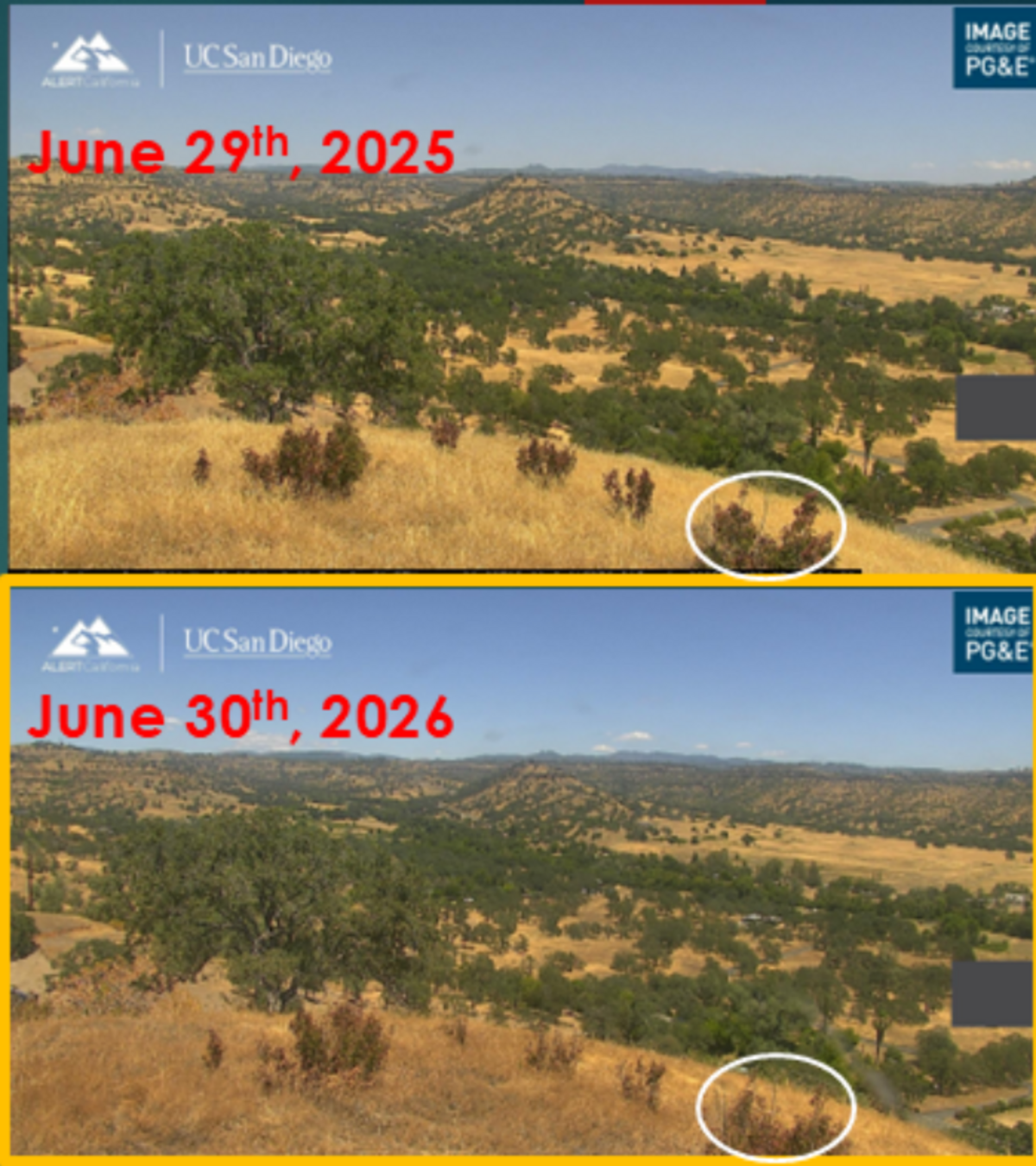 June shrub curing comparison between 2025 and 2026 near Paradise. Shrubs this year are noticably more dry.